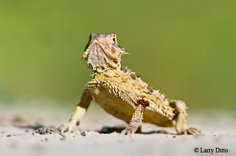 iNaturalist